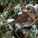 Kramsvogel 12
